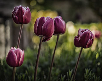 Close-up of maroon tulips blooming in park
