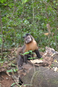 Monkey sitting on tree in forest