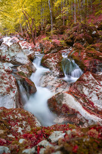 Scenic view of waterfall in forest