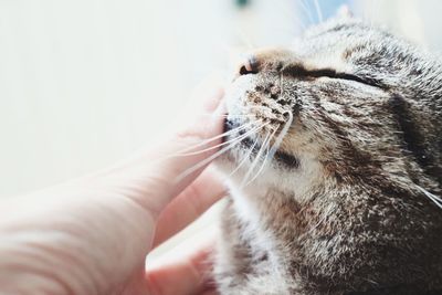 Close-up of a cat