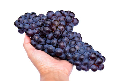 Grapes in hand isolated on white background . this has clipping path