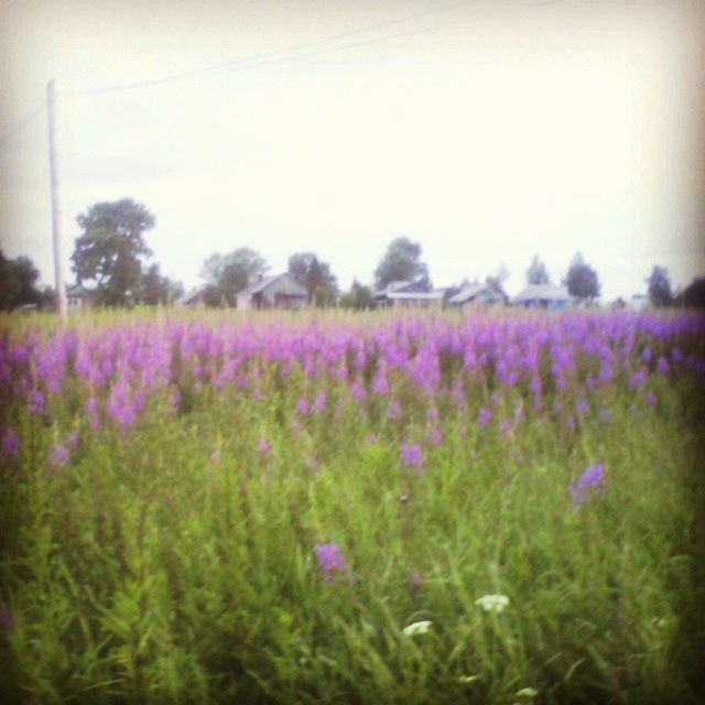 flower, growth, field, beauty in nature, freshness, nature, fragility, plant, landscape, tranquil scene, tranquility, blooming, purple, scenics, sky, wildflower, day, clear sky, outdoors, in bloom