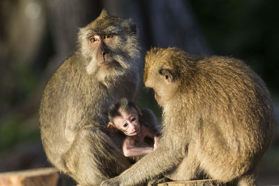 Monkey sitting outdoors