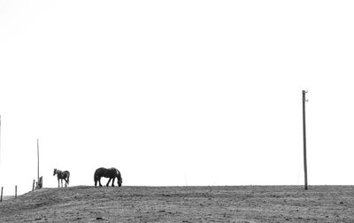 People walking on field against clear sky