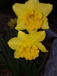 Close-up of yellow flower blooming outdoors