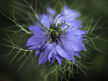 Close-up of purple flowering plant