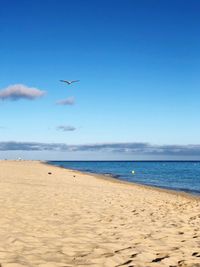 Seagulls flying over beach