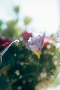 Close-up of white flowering plant