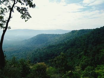 Scenic view of forest against sky