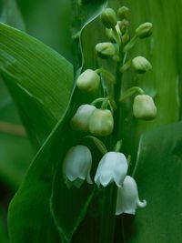 Close-up of green flowering plant