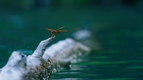 Close-up of insect on rock