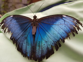 Close-up of butterfly on blue leaf