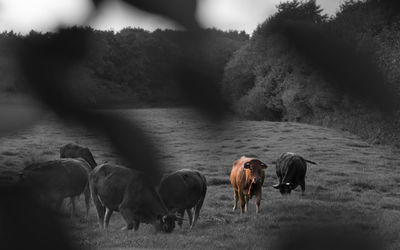 Horses standing in pasture