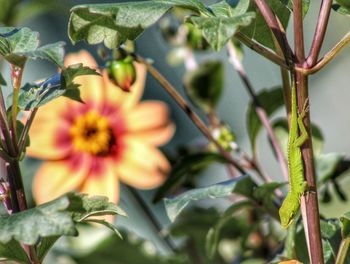 Close-up of flower growing outdoors