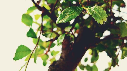 Low angle view of leaves on tree