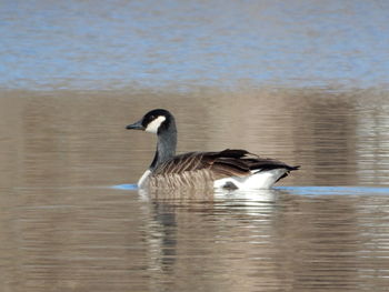 Birds in calm water