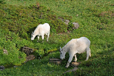 Sheep in a field