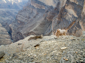 View of sheep on rock