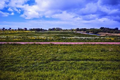 Scenic view of field against sky