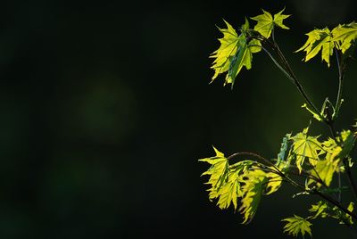 Close-up of plant against blurred background