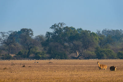 View of sheep on field