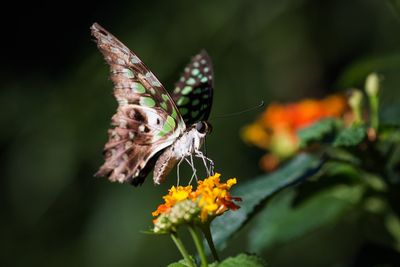 Close-up of butterfly on flower