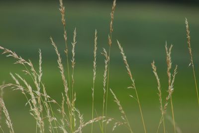 Close-up of stalks in field