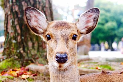 Front view of deer in forest