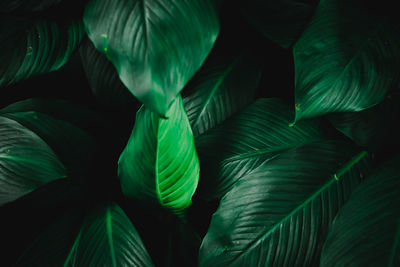 Close-up of green leaves in forest