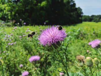 Close-up of bee pollinating on purple flower