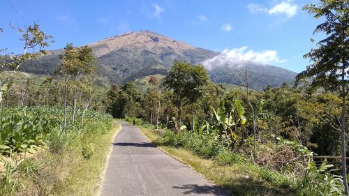 Scenic view of road amidst trees against sky