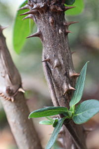 Close-up of insect on leaf