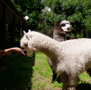 Alpaca standing on field