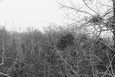 Bare trees in foggy weather