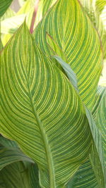 Close-up of green leaves