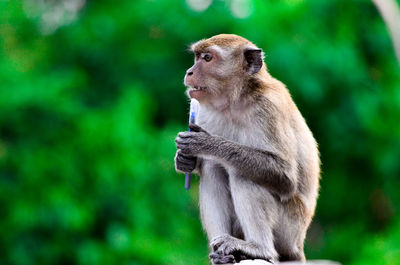 Portrait of monkey against blurred trees