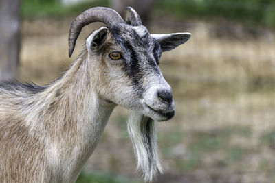 Portrait of a goat on the farm