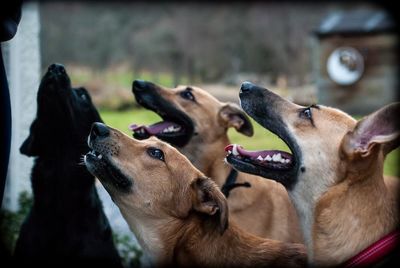 Close-up of dogs