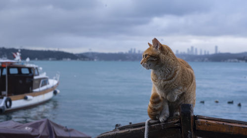 View of cat in sea against sky