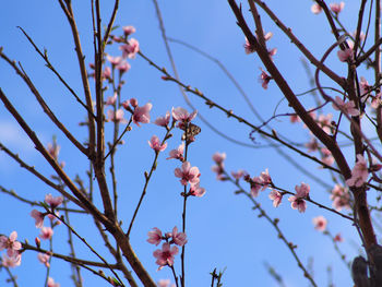 Close-up of cherry blossom against sky