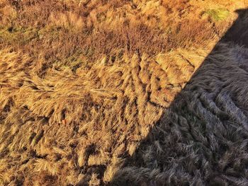 High angle view of grassy field