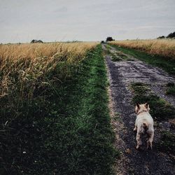 Dog on field against sky