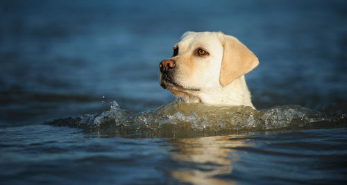 Labrador retriever swimming in sea