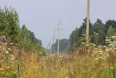 Electricity pylon with trees in background