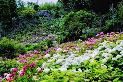 Fresh flowers in park