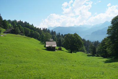 Scenic view of field against sky