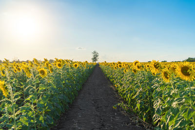 Scenic view of sunflower field against sky