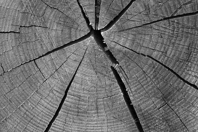 Full frame shot of tree stump