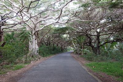 Road amidst trees in forest