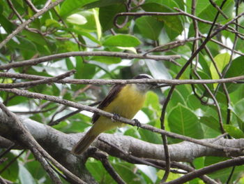 Low angle view of bird perching on tree